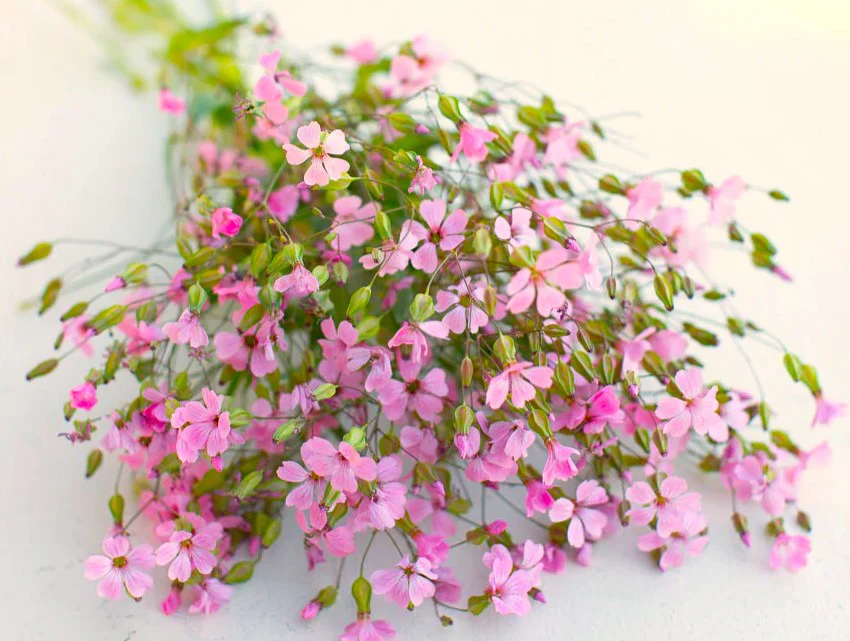 Pink Beauty Soapwort - Image 10