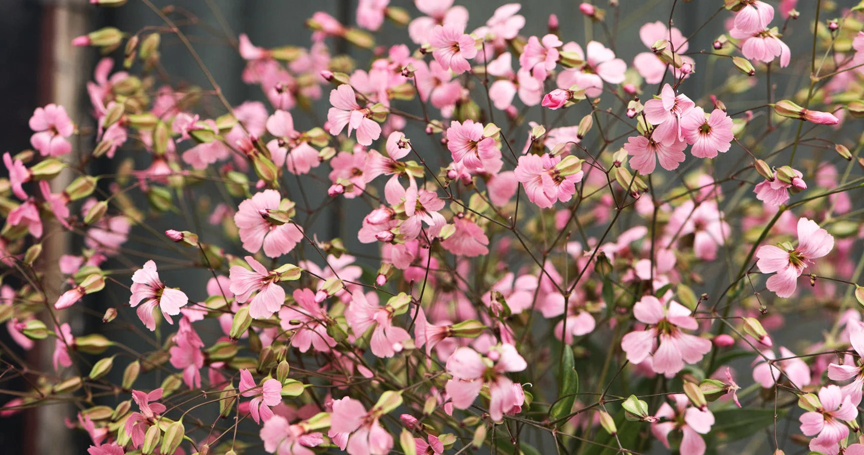 Pink Beauty Soapwort - Image 2