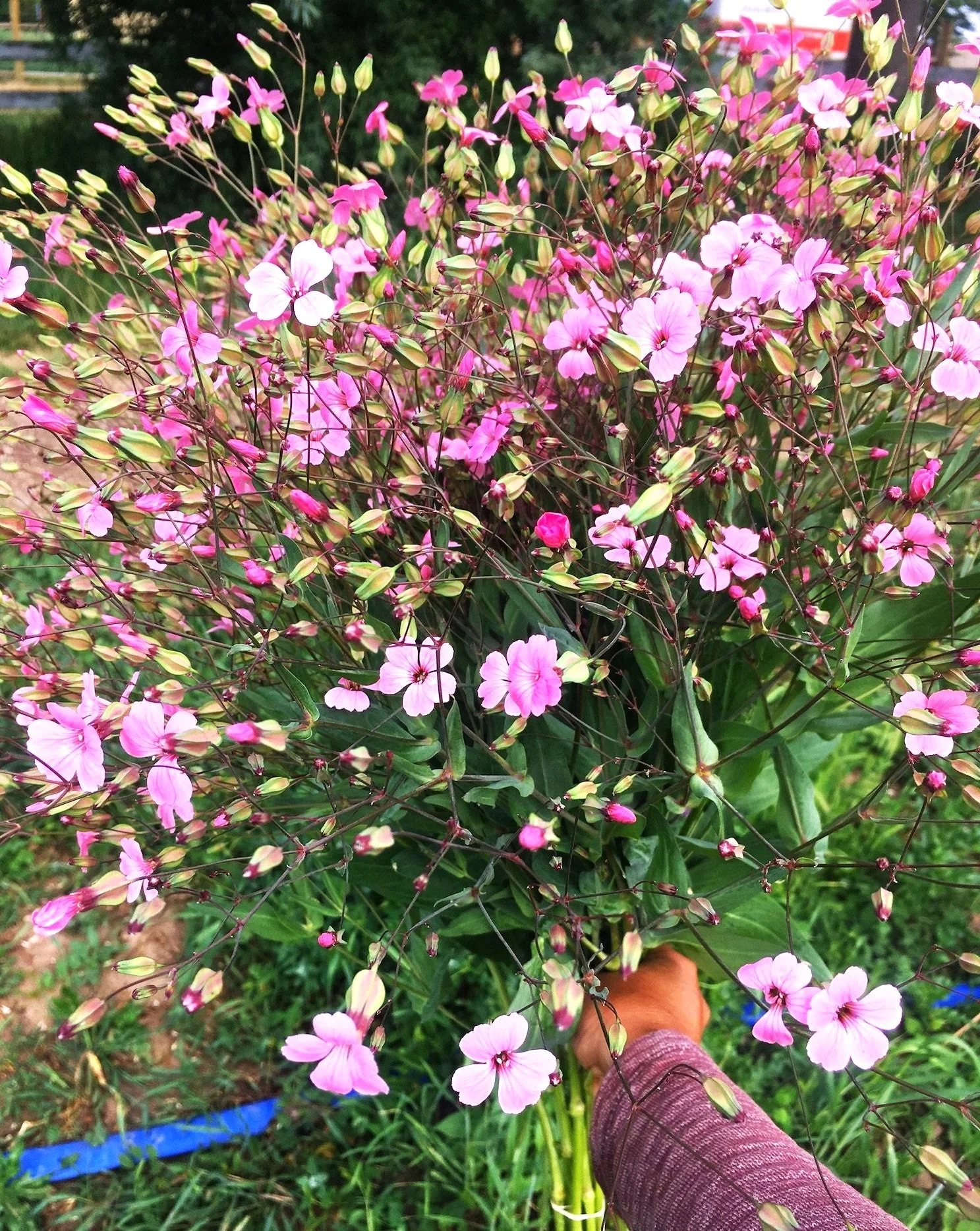 Pink Beauty Soapwort - Image 3