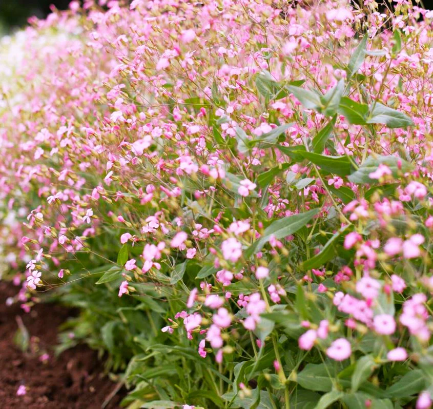 Pink Beauty Soapwort - Image 5