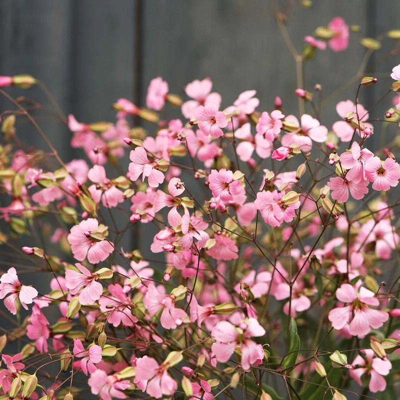 Pink Beauty Soapwort - Image 6