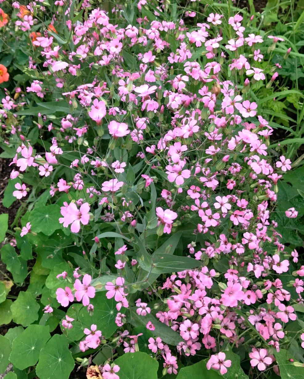 Pink Beauty Soapwort - Image 7