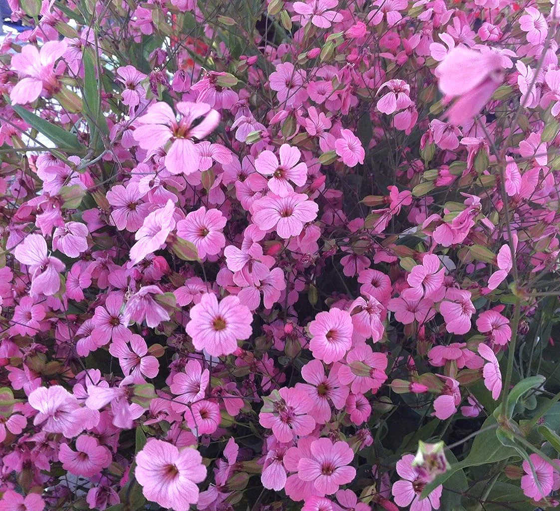 Pink Beauty Soapwort - Image 8