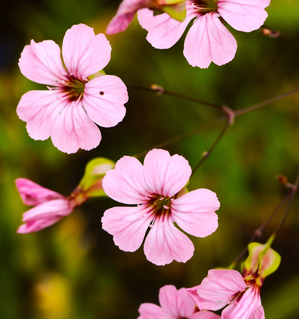 Pink Beauty Soapwort - Image 9