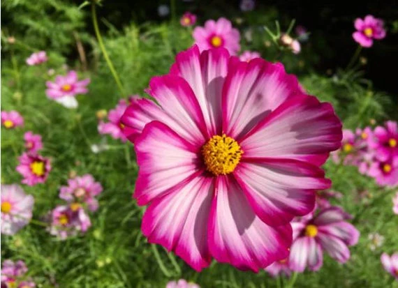 Candy Stripe Cosmos - Image 3