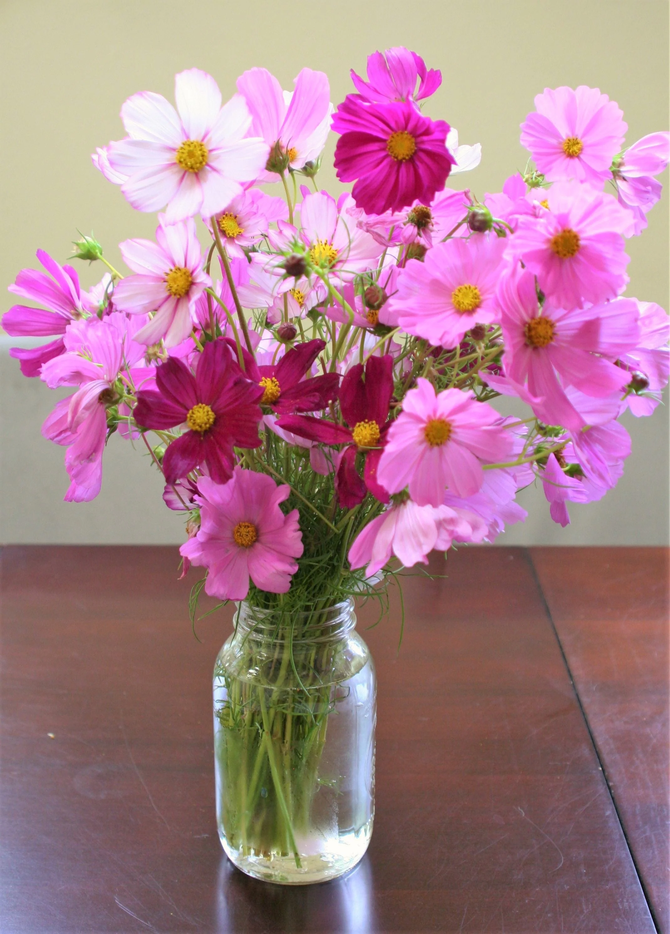 Candy Stripe Cosmos - Image 4