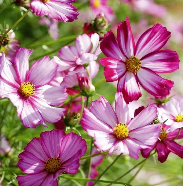 Candy Stripe Cosmos - Image 6