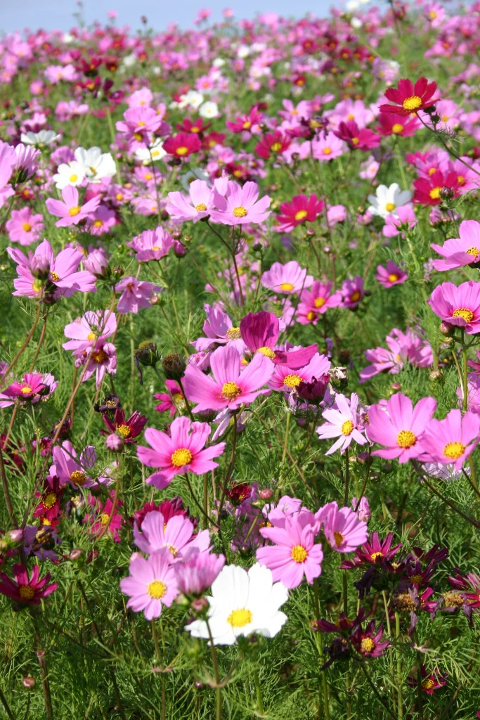 Candy Stripe Cosmos - Image 8