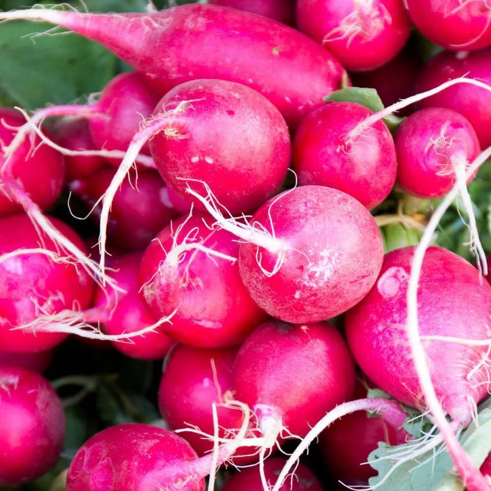 Pink Celebration Radish
