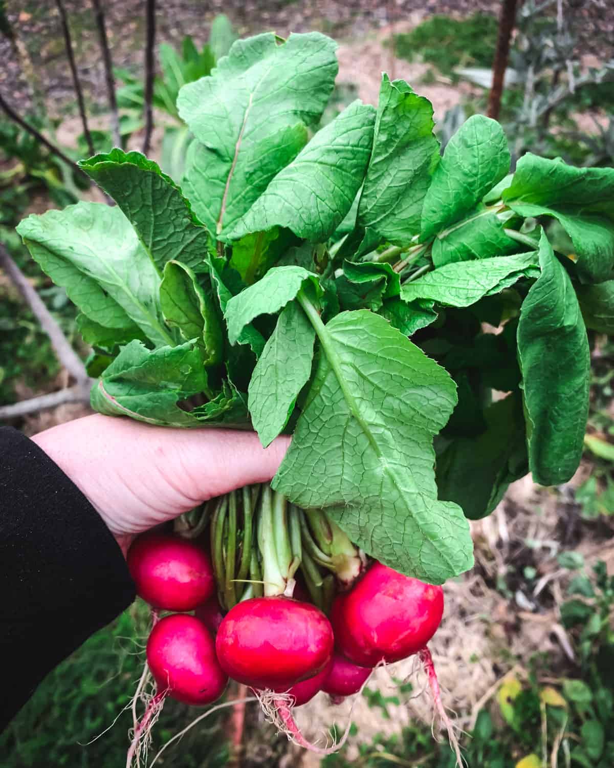Pink Celebration Radish - Image 3