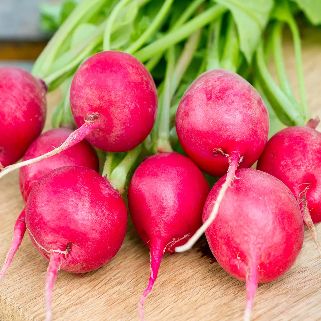 Pink Celebration Radish - Image 5