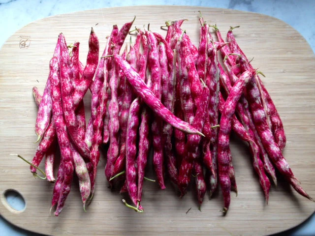 Pink Cranberry Bean (Taylor) - Image 3