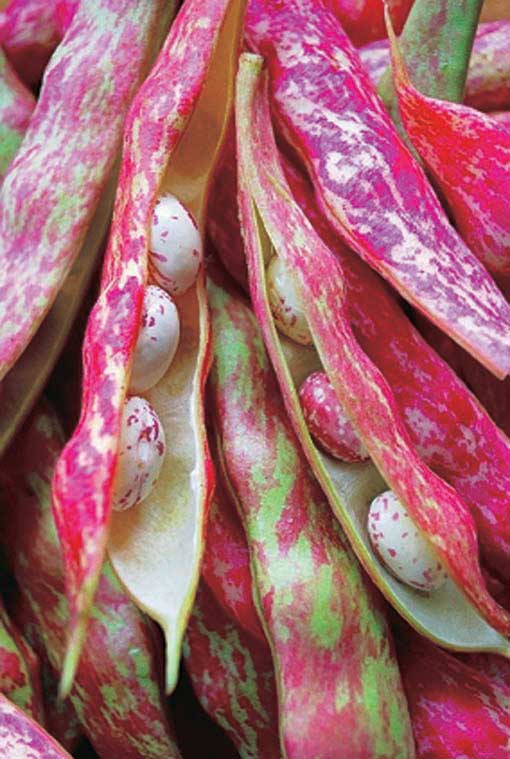 Pink Cranberry Bean (Taylor) - Image 4
