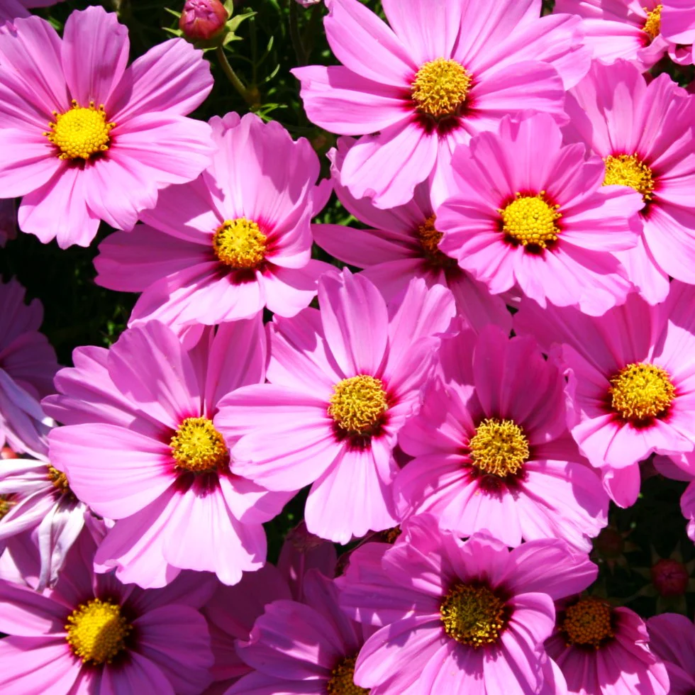 Pink Early Summer Cosmos (Dwarf)