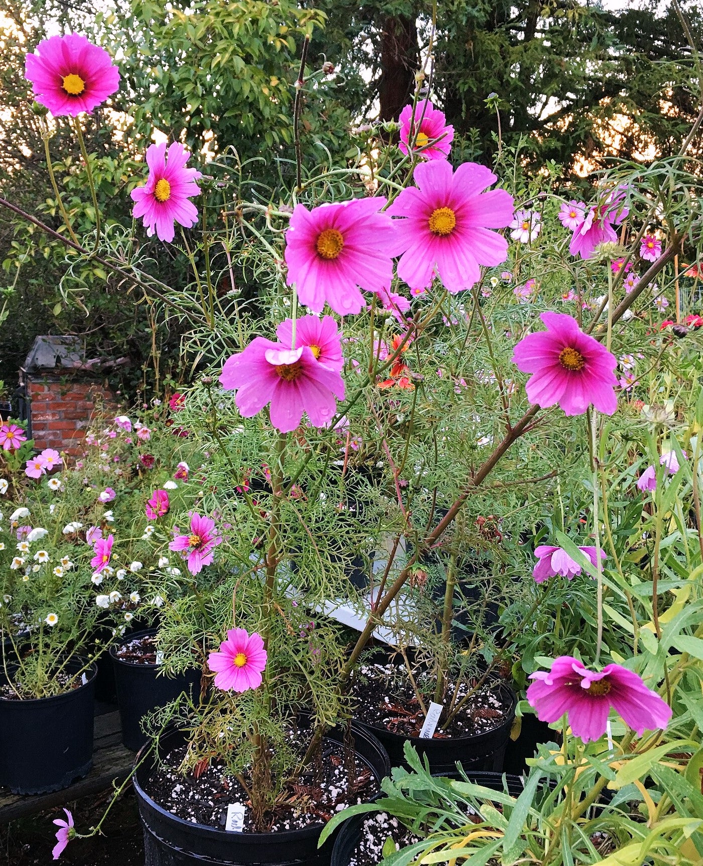 Pink Early Summer Cosmos (Dwarf) - Image 10