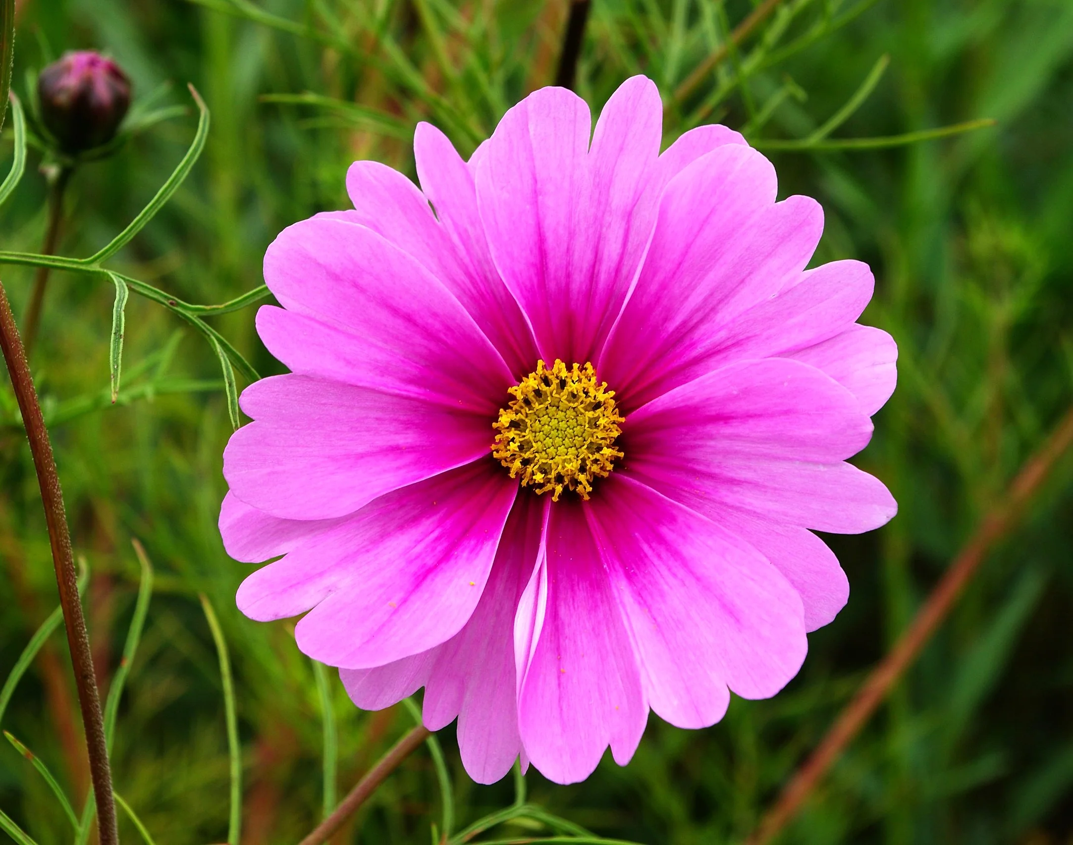 Pink Early Summer Cosmos (Dwarf) - Image 2