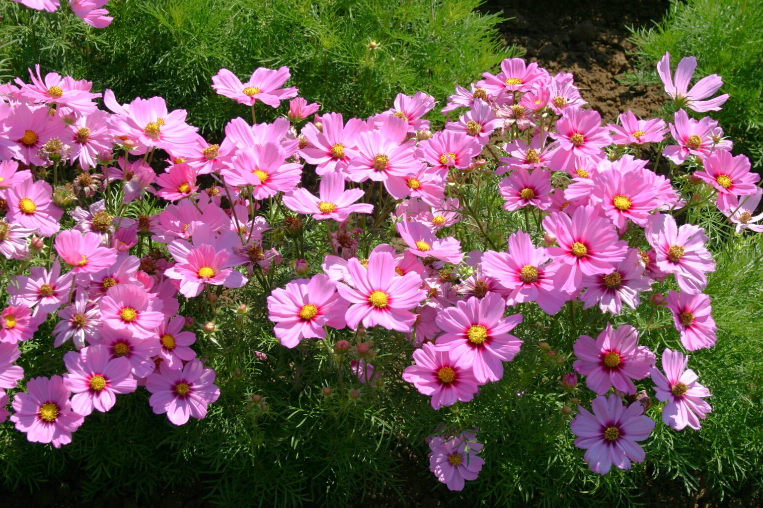 Pink Early Summer Cosmos (Dwarf) - Image 3