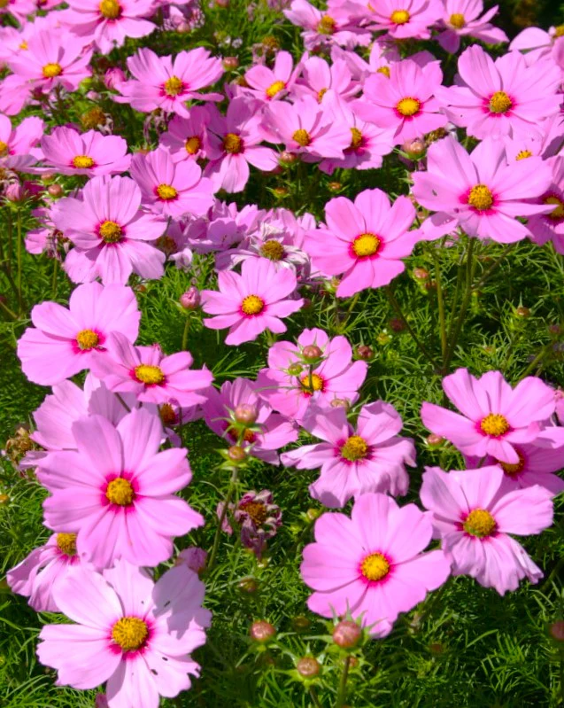 Pink Early Summer Cosmos (Dwarf) - Image 4