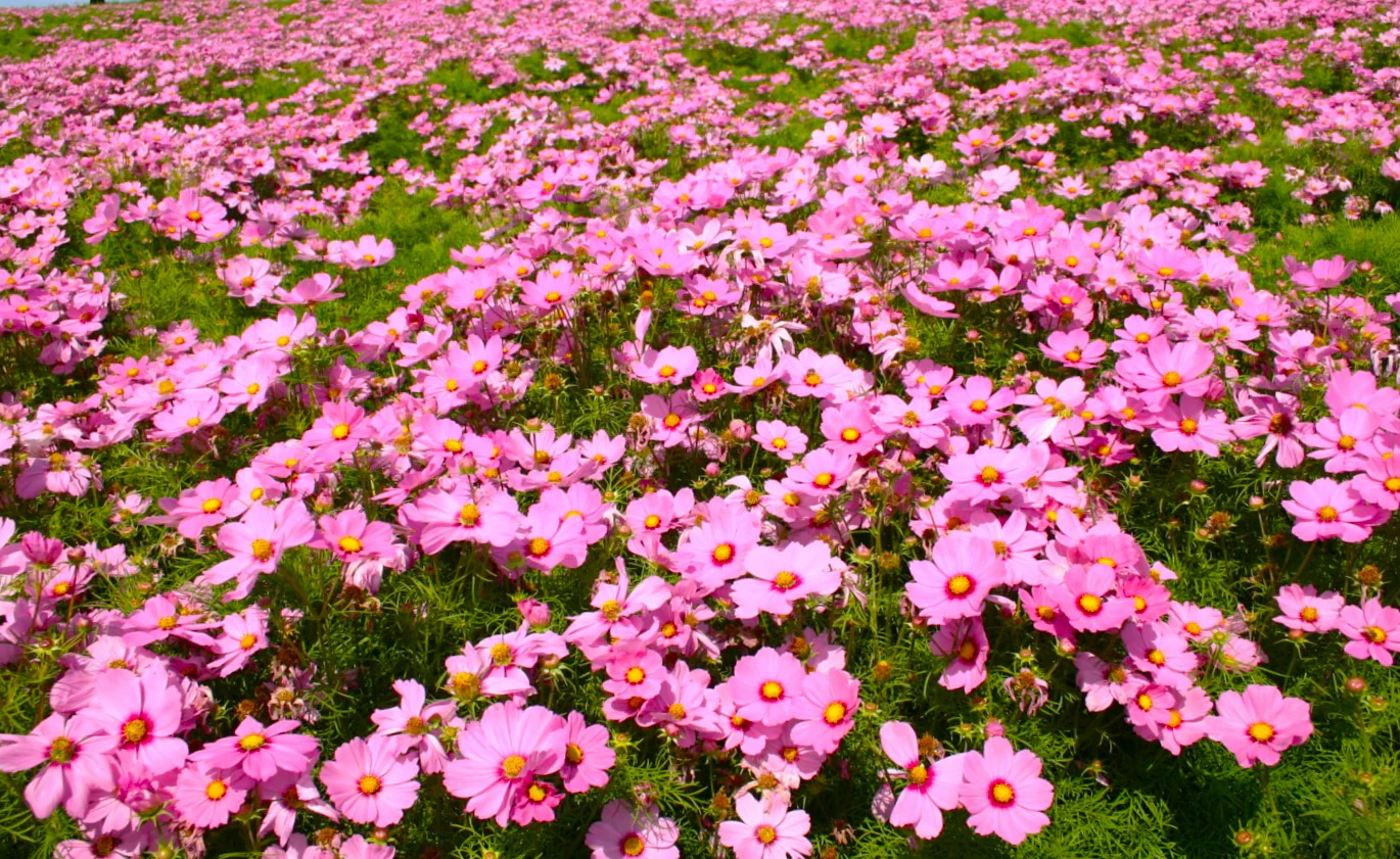 Pink Early Summer Cosmos (Dwarf) - Image 5