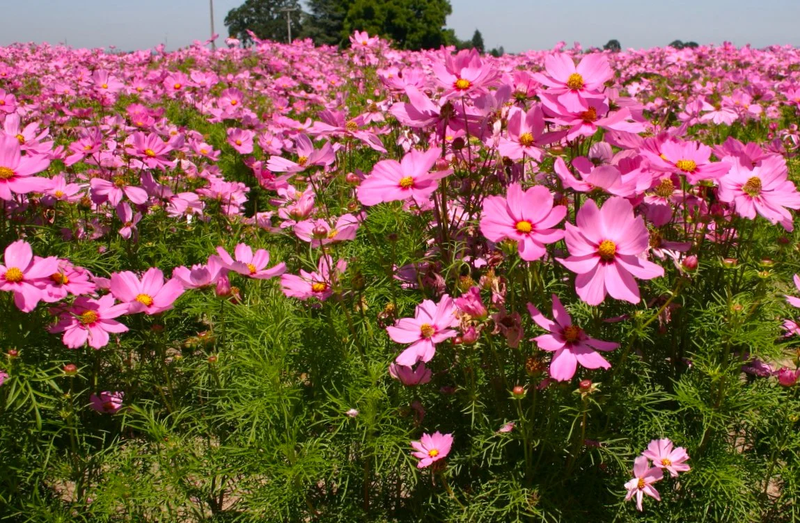 Pink Early Summer Cosmos (Dwarf) - Image 6