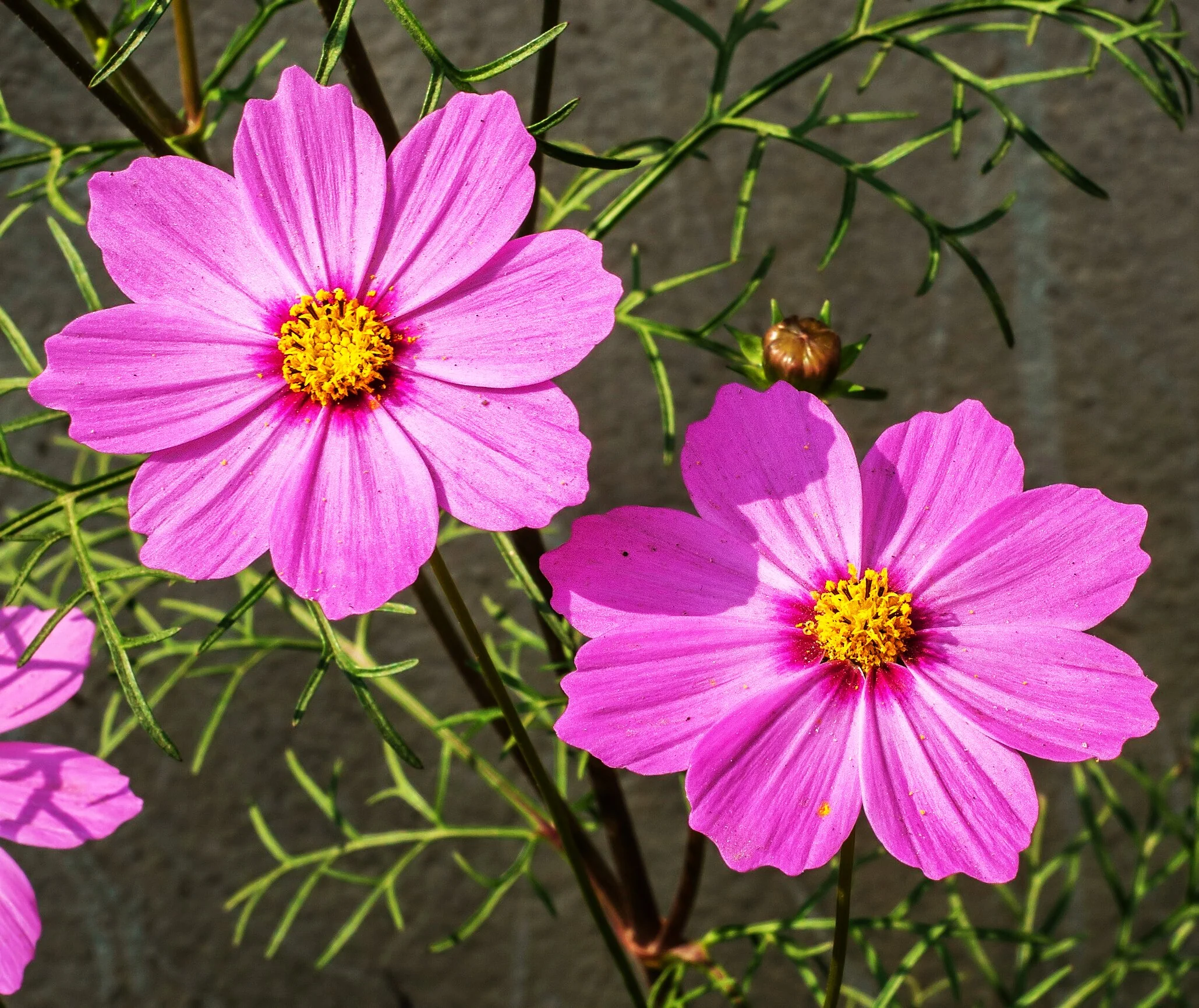 Pink Early Summer Cosmos (Dwarf) - Image 8