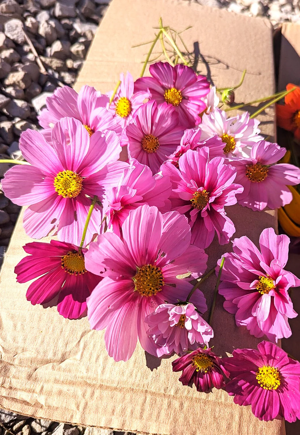 Pink Early Summer Cosmos (Dwarf) - Image 9