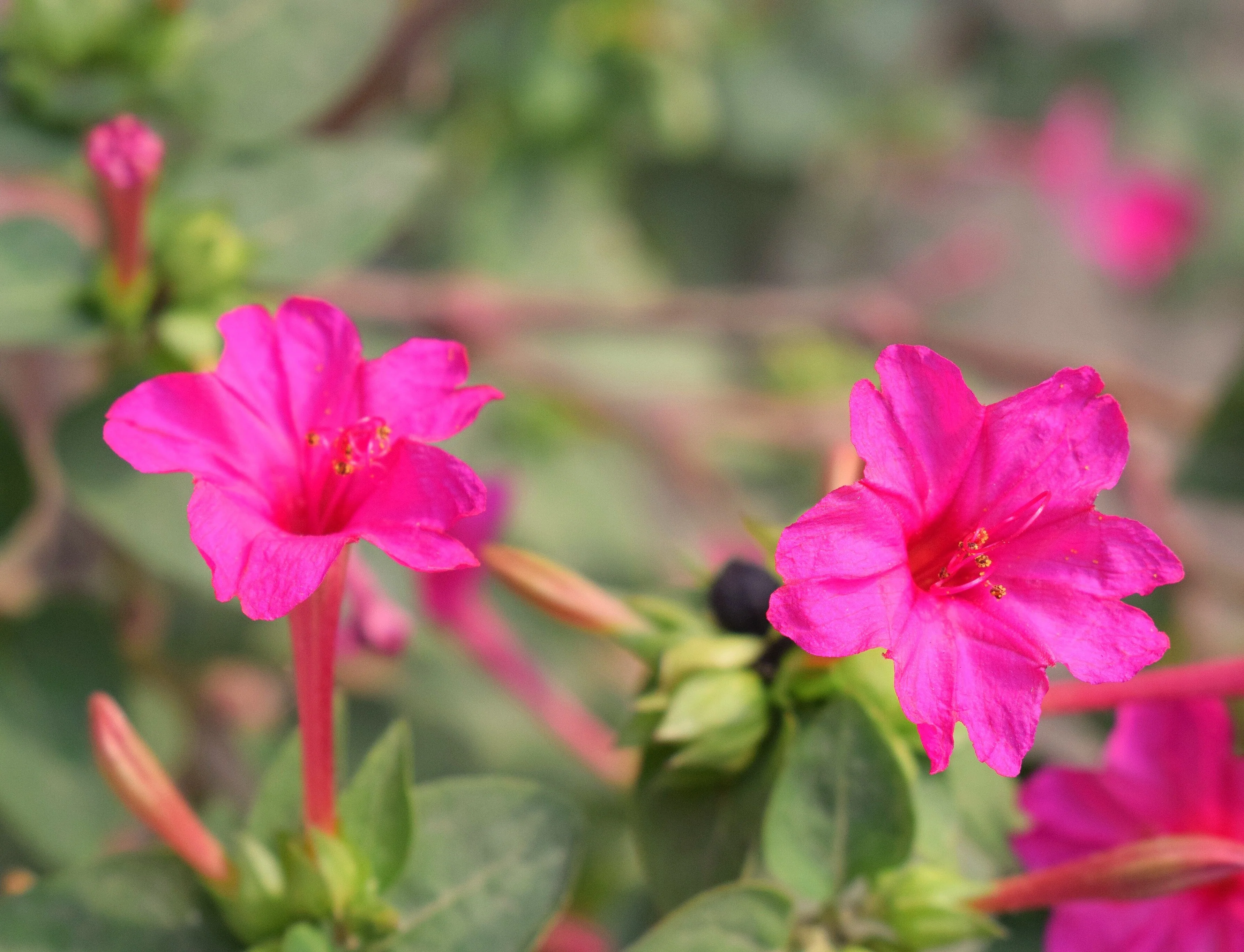 Pink Four O' Clock - Image 2