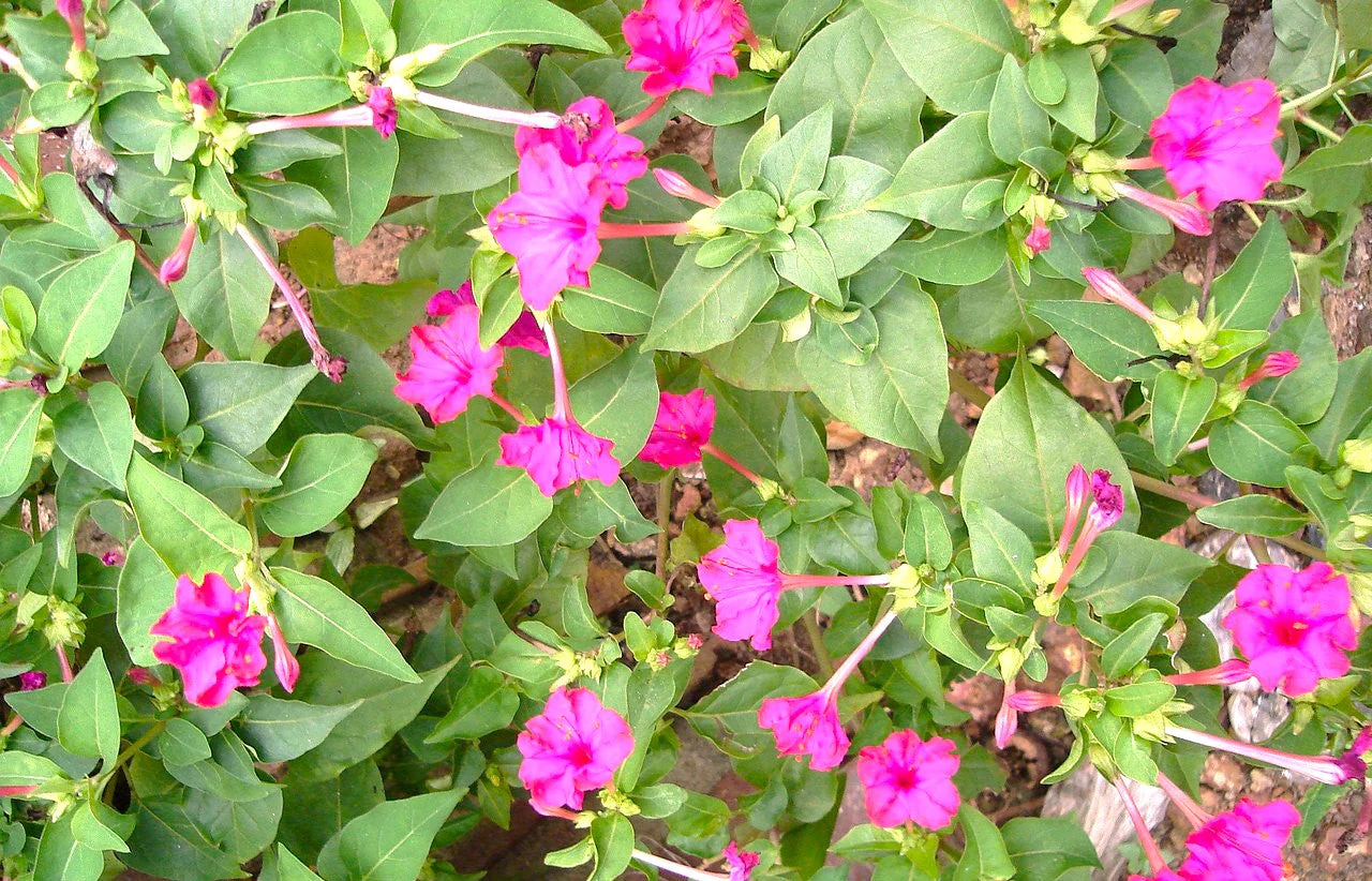 Pink Four O' Clock - Image 3