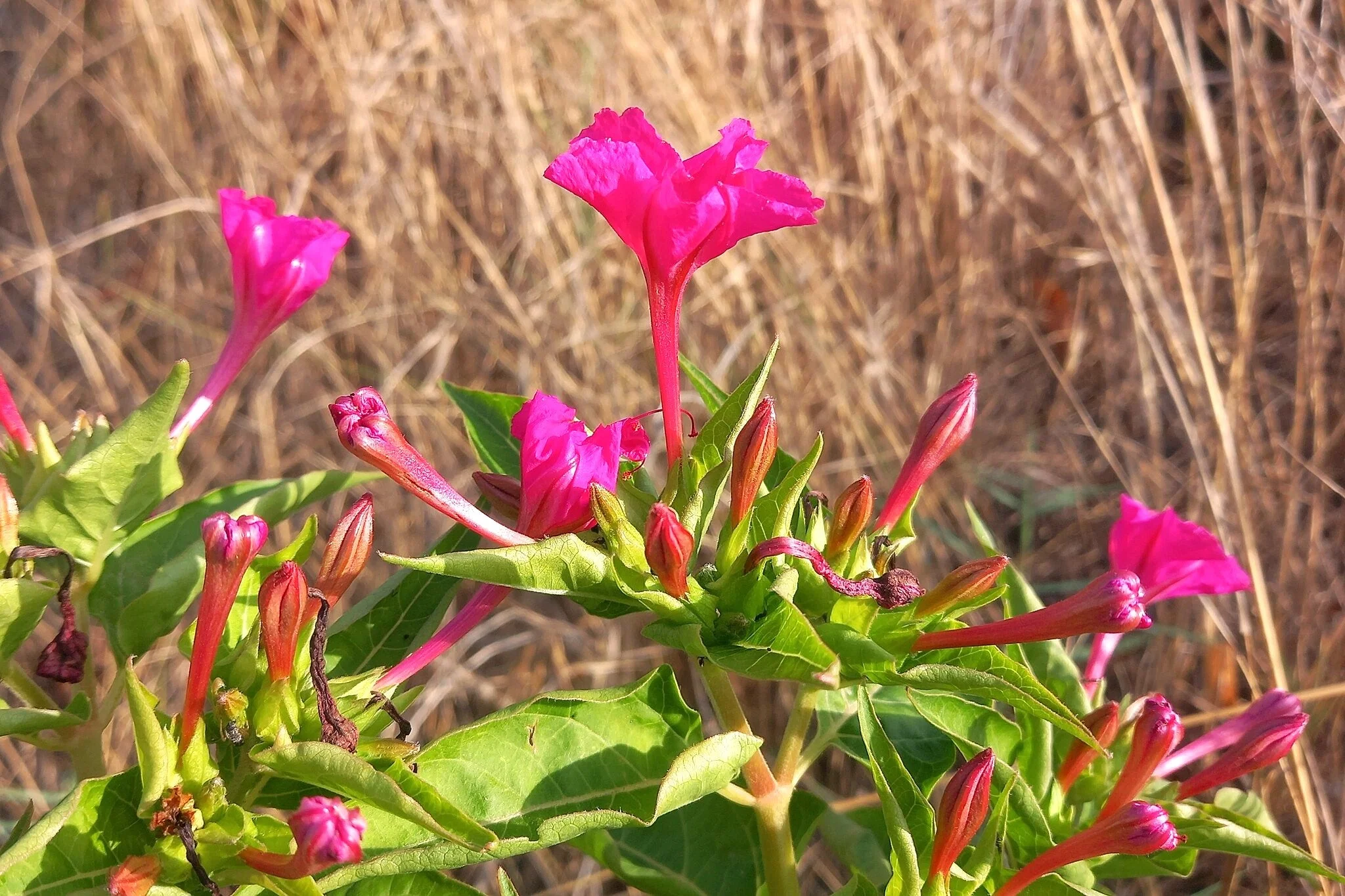 Pink Four O' Clock - Image 4