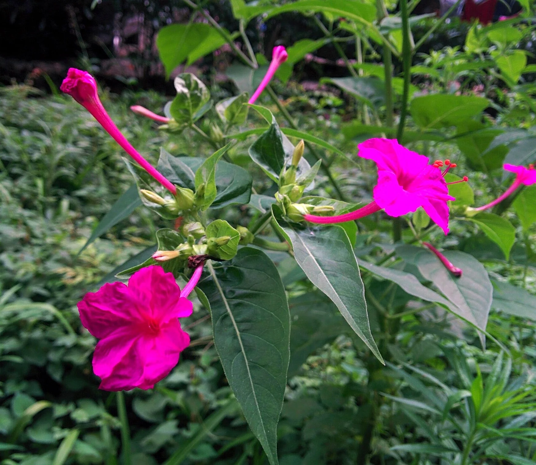 Pink Four O' Clock - Image 6