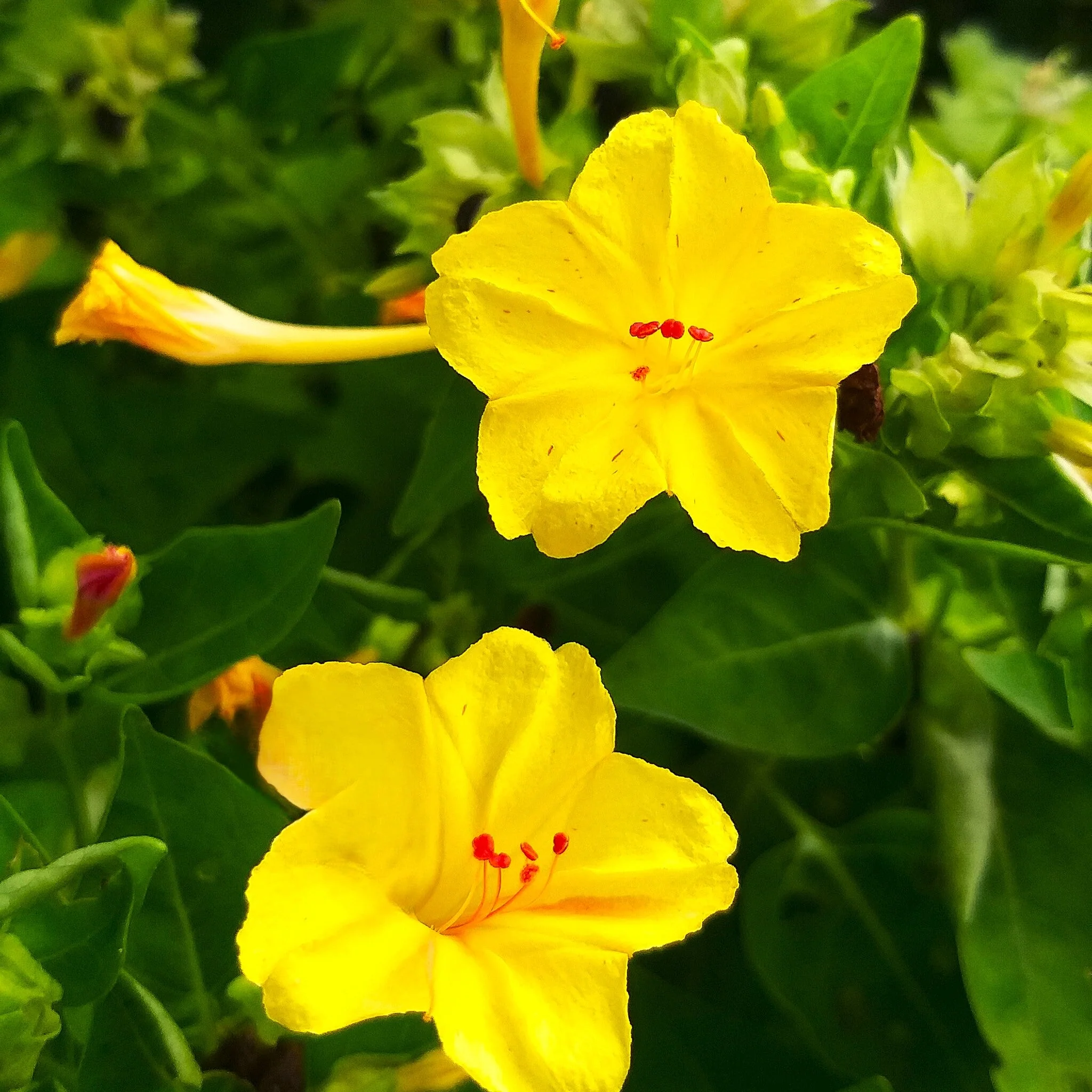 Yellow Four O' Clock