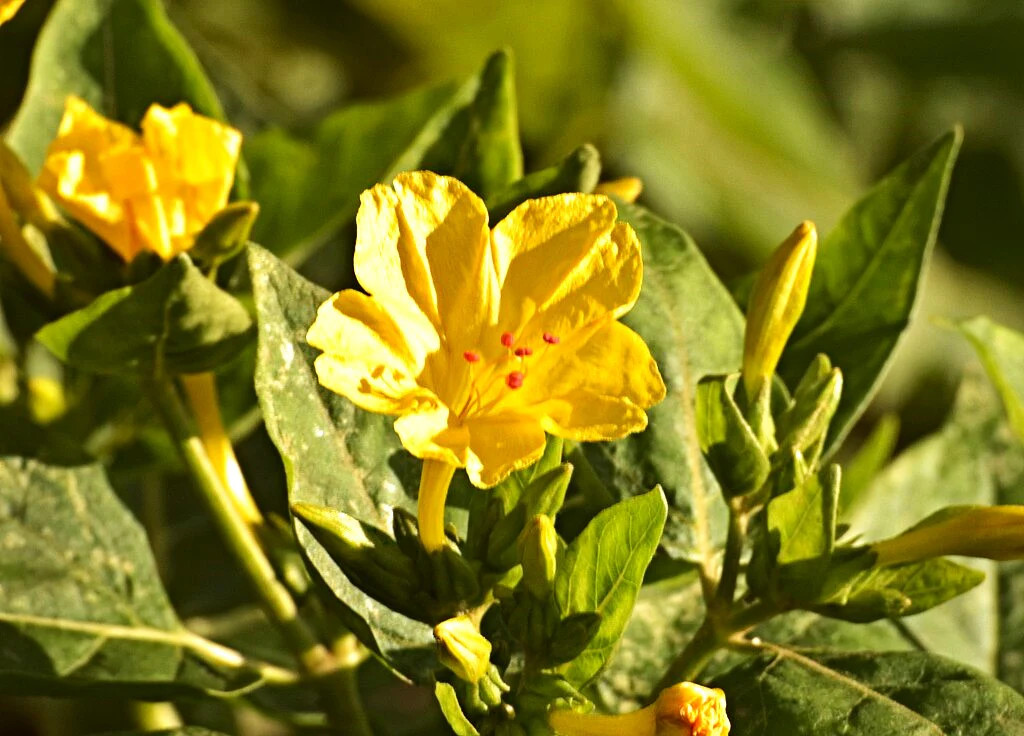 Yellow Four O' Clock - Image 4