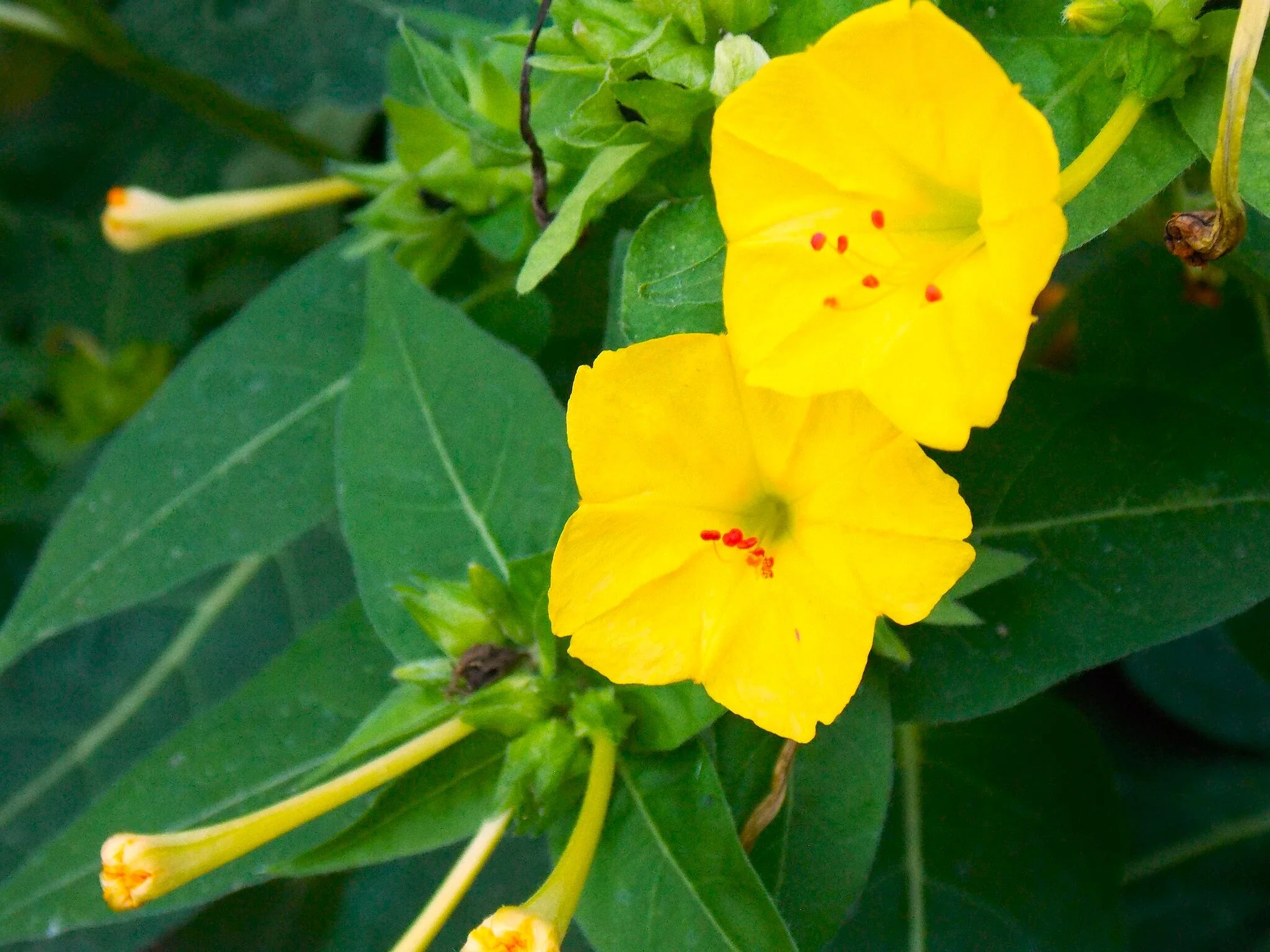 Yellow Four O' Clock - Image 5