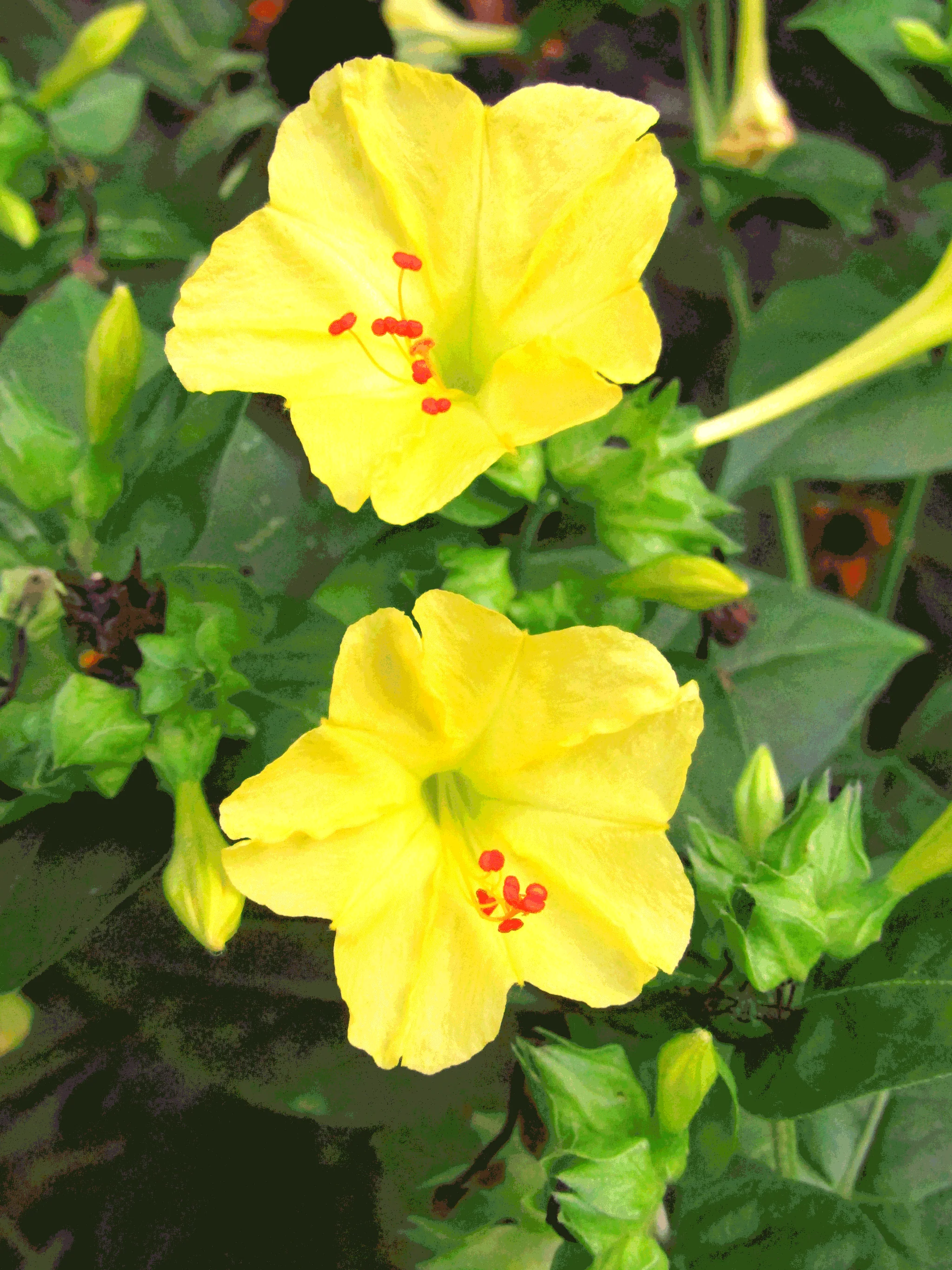 Yellow Four O' Clock - Image 6