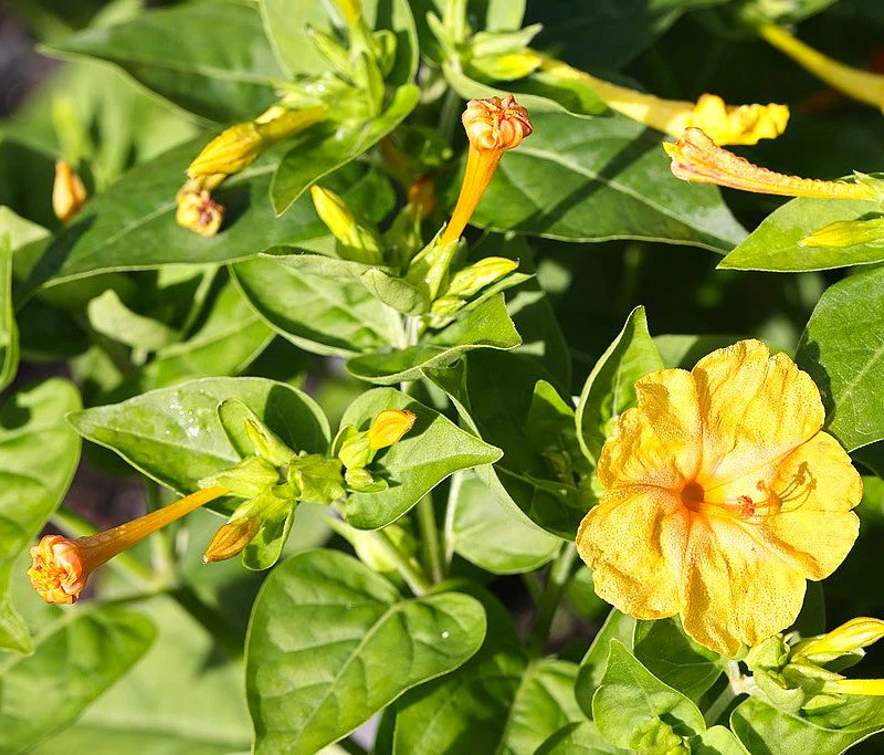 Yellow Four O' Clock - Image 7