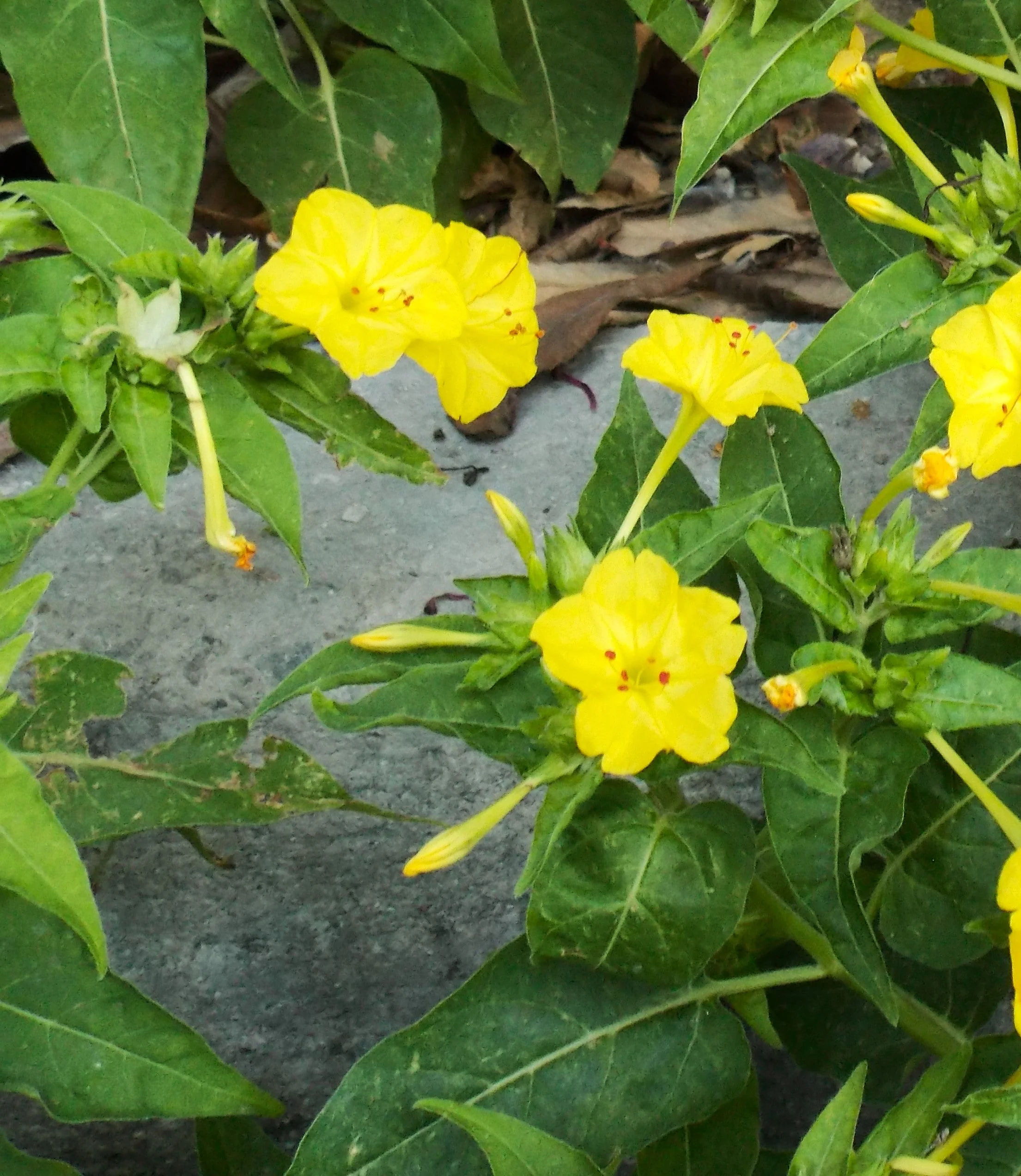 Yellow Four O' Clock - Image 8