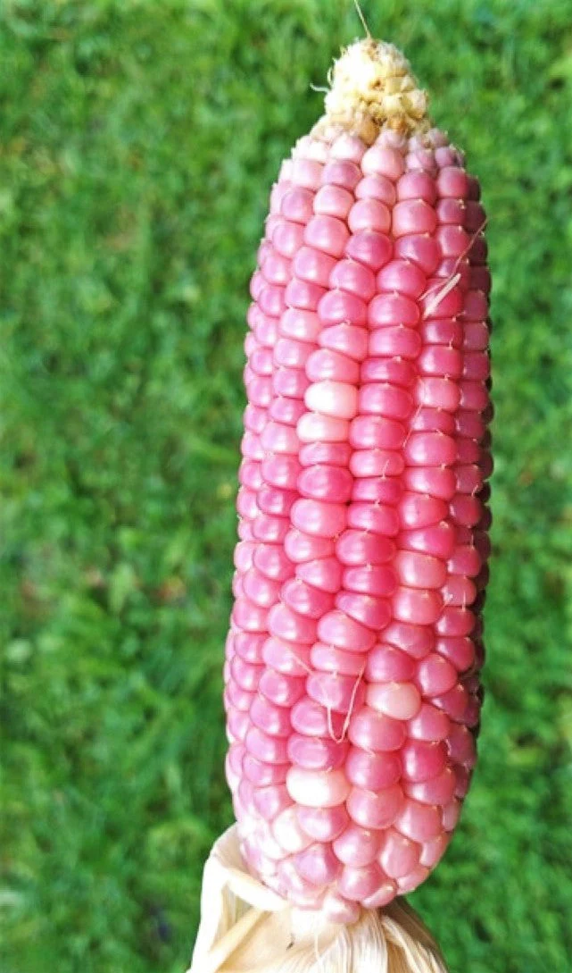 Pink Glass Gem Ornamental Corn - Image 3