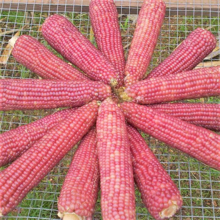 Pink Glass Gem Ornamental Corn - Image 4