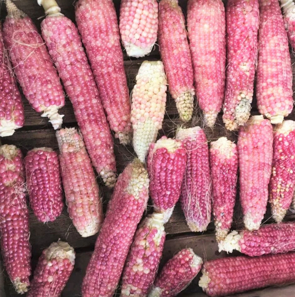 Pink Glass Gem Ornamental Corn - Image 5