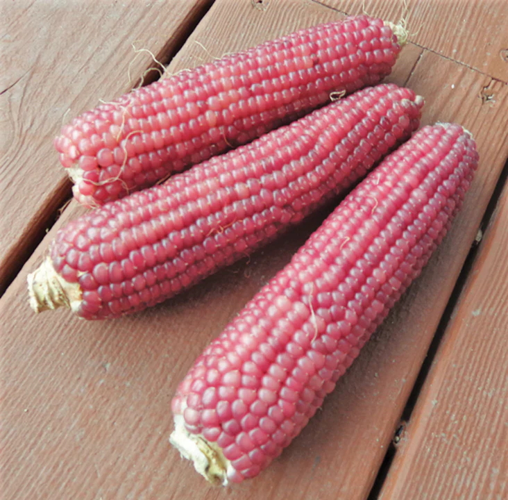 Pink Glass Gem Ornamental Corn - Image 6