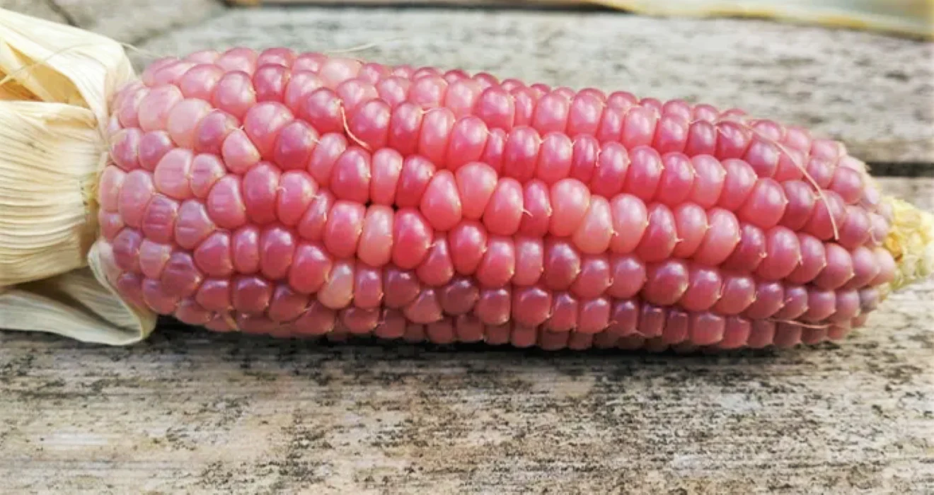 Pink Glass Gem Ornamental Corn - Image 7