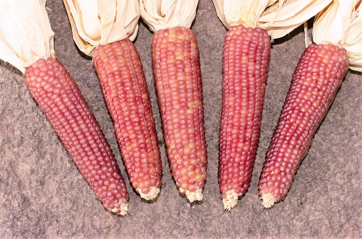 Pink Glass Gem Ornamental Corn - Image 8