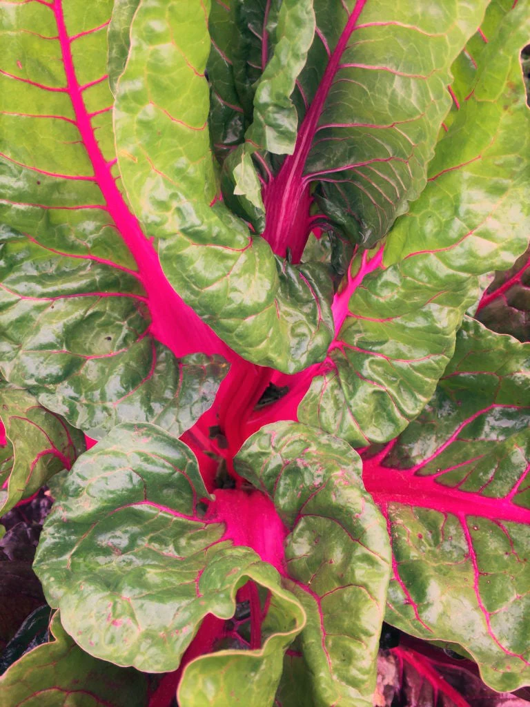 Pink Lipstick Swiss Chard - Image 3