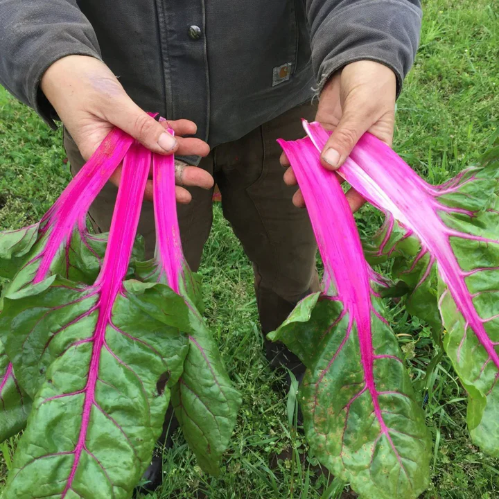 Pink Lipstick Swiss Chard - Image 4