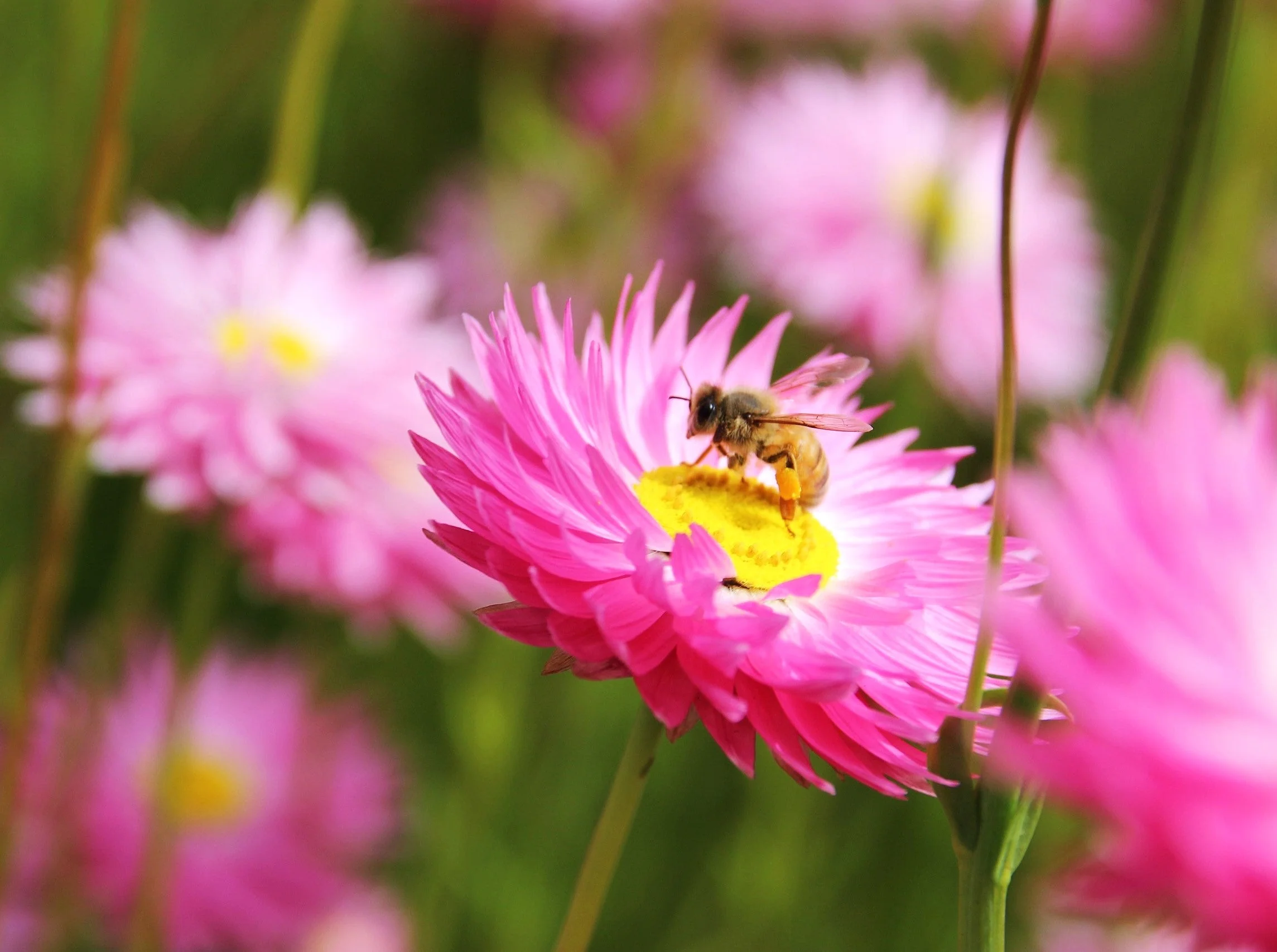 Pink Paper Daisy - Image 3