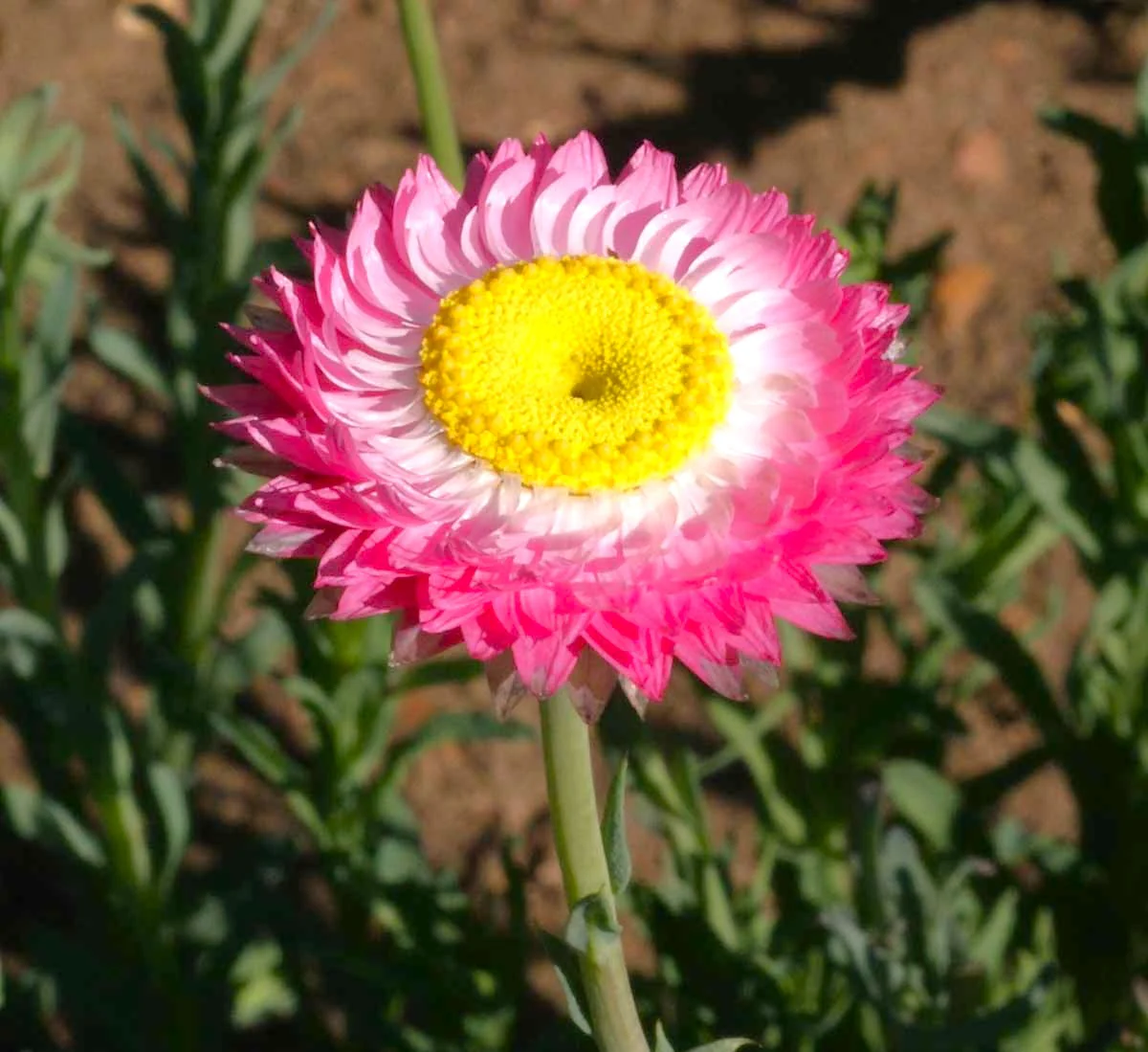 Pink Paper Daisy - Image 4
