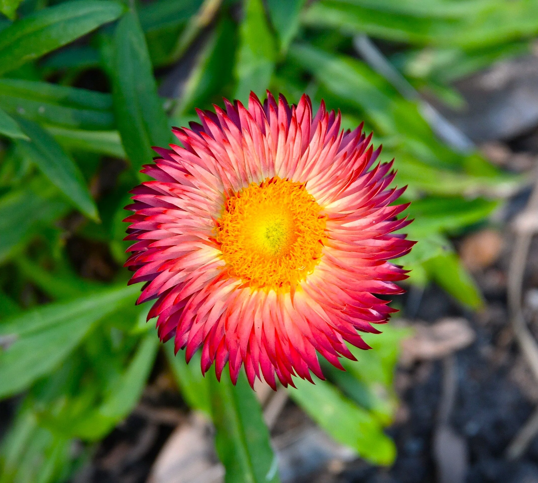 Pink Paper Daisy - Image 5