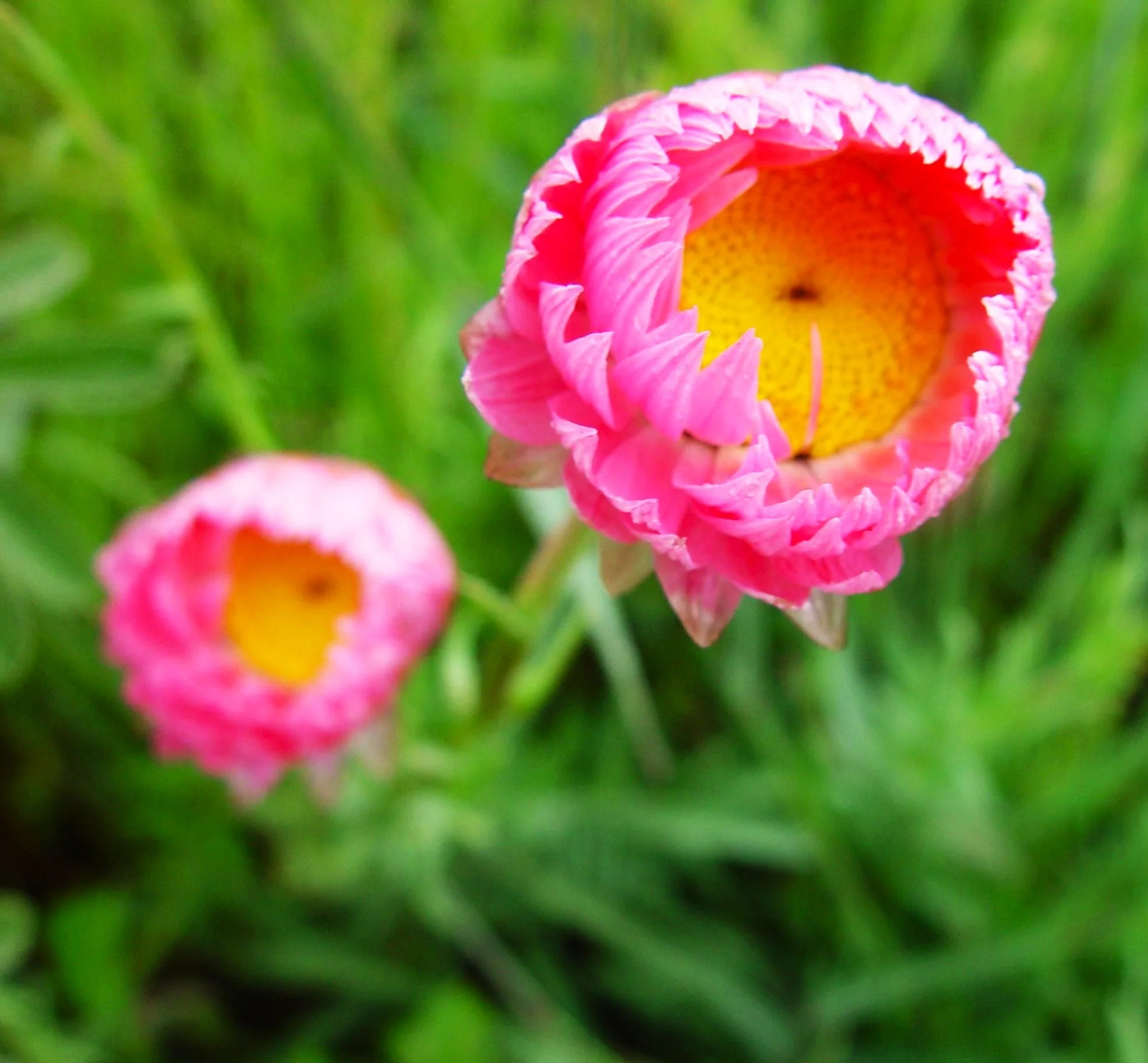 Pink Paper Daisy - Image 7