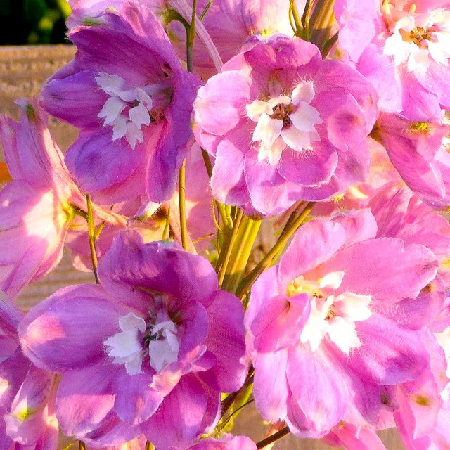Pink Queen Rocket Larkspur - Image 10