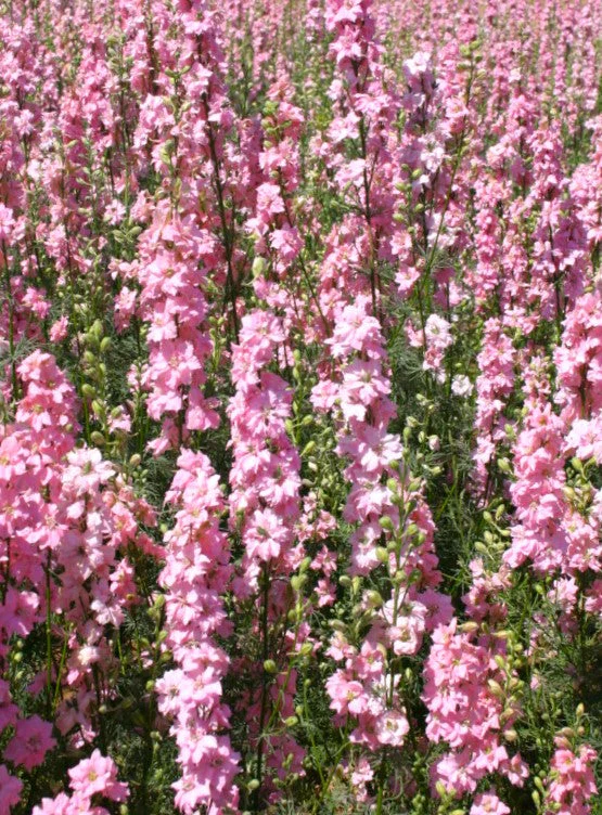 Pink Queen Rocket Larkspur - Image 3